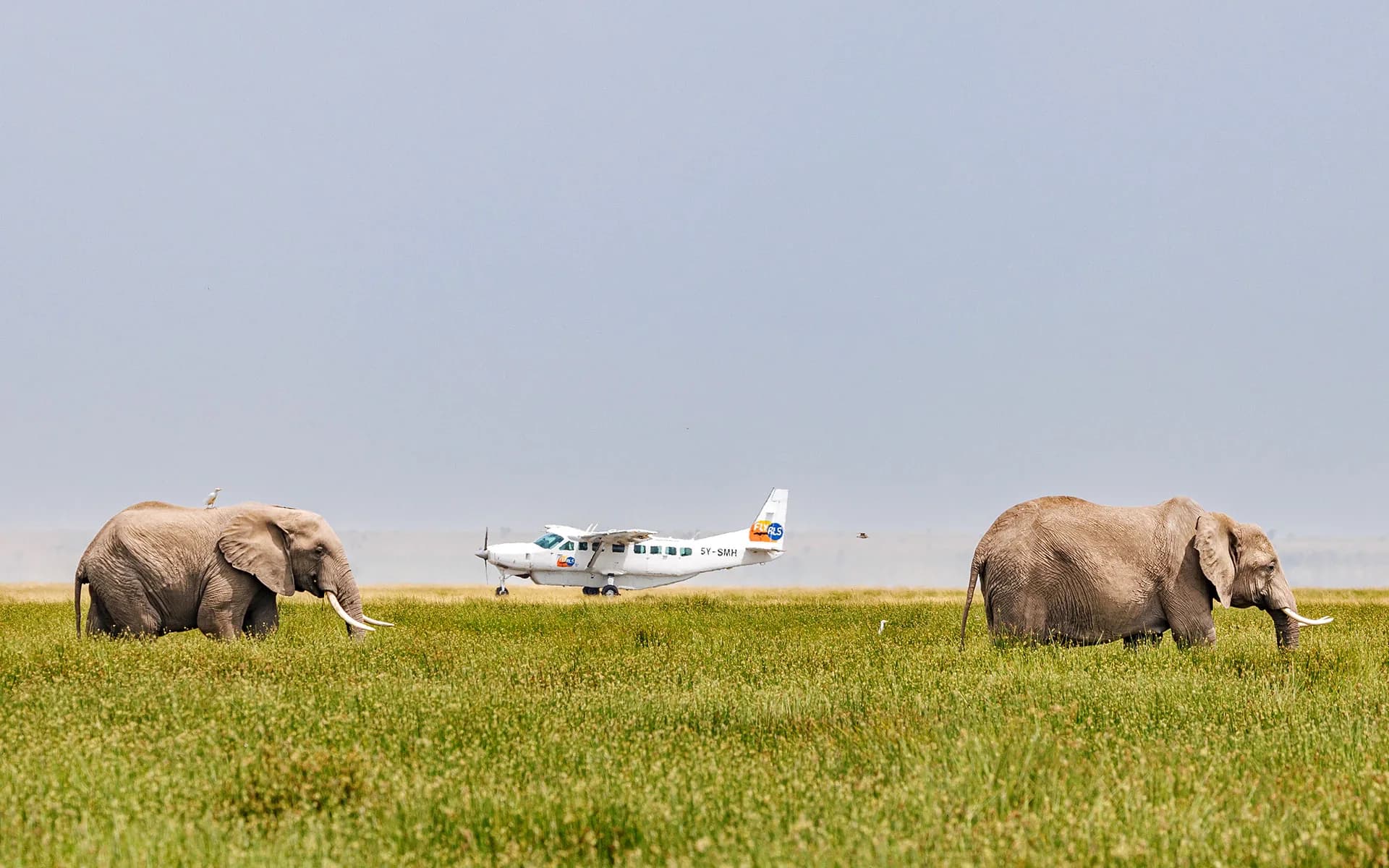 A Fly ALS Grand Caravan on a grass strip between two elephants